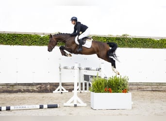 Zangersheider, Hongre, 4 Ans, 158 cm, Bai