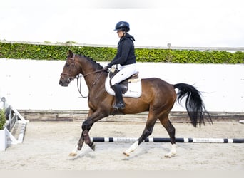 Zangersheider, Hongre, 4 Ans, 158 cm, Bai