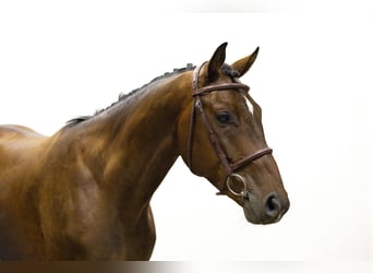 Zangersheider, Hongre, 4 Ans, 158 cm, Bai