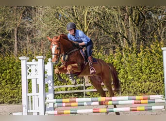 Zangersheider, Hongre, 4 Ans, 159 cm, Alezan