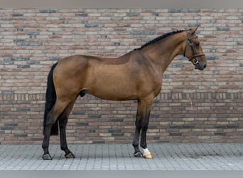 Zangersheider, Hongre, 4 Ans, 161 cm, Bai