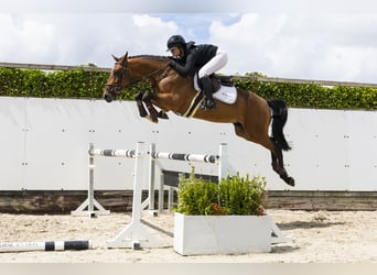 Zangersheider, Hongre, 4 Ans, 161 cm, Bai
