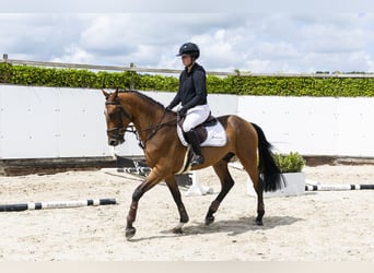 Zangersheider, Hongre, 4 Ans, 161 cm, Bai