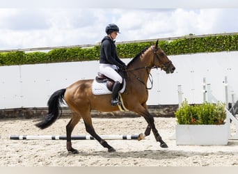 Zangersheider, Hongre, 4 Ans, 161 cm, Bai