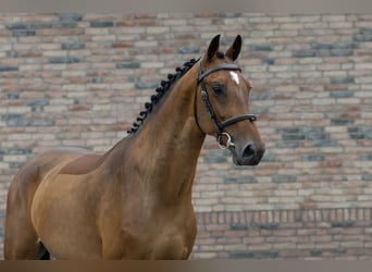 Zangersheider, Hongre, 4 Ans, 161 cm, Bai