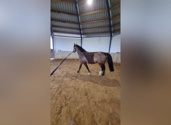 Zangersheider, Hongre, 4 Ans, 162 cm, Bai brun