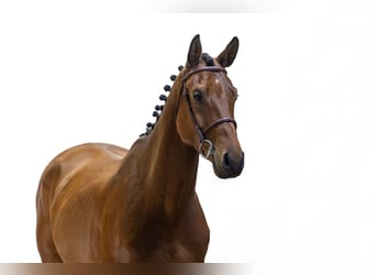 Zangersheider, Hongre, 4 Ans, 162 cm, Bai