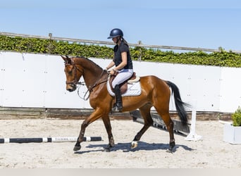 Zangersheider, Hongre, 4 Ans, 162 cm, Bai