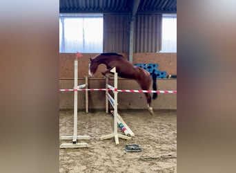 Zangersheider, Hongre, 4 Ans, 163 cm, Bai