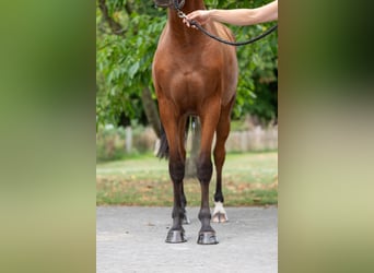 Zangersheider, Hongre, 4 Ans, 163 cm, Bai