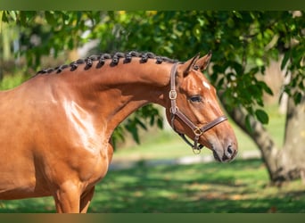 Zangersheider, Hongre, 4 Ans, 163 cm, Bai