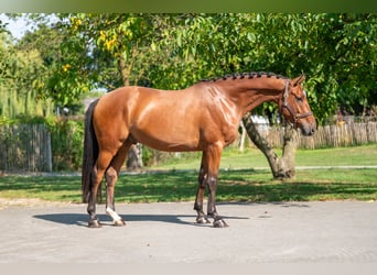 Zangersheider, Hongre, 4 Ans, 163 cm, Bai