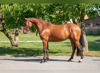 Zangersheider, Hongre, 4 Ans, 163 cm, Bai