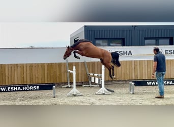 Zangersheider, Hongre, 4 Ans, 163 cm, Bai