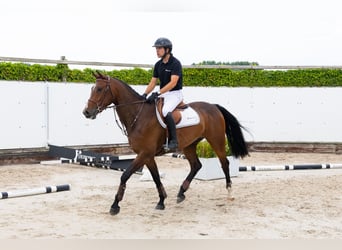 Zangersheider, Hongre, 4 Ans, 165 cm, Bai brun