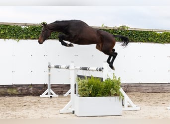 Zangersheider, Hongre, 4 Ans, 165 cm, Bai brun Zangersheider, Hongre, 4 Ans, 165 cm, Bai brun