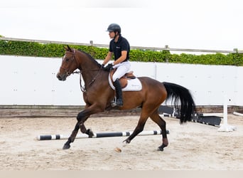 Zangersheider, Hongre, 4 Ans, 165 cm, Bai brun
