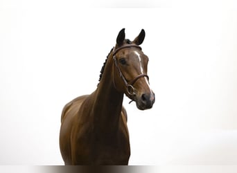 Zangersheider, Hongre, 4 Ans, 165 cm, Bai brun