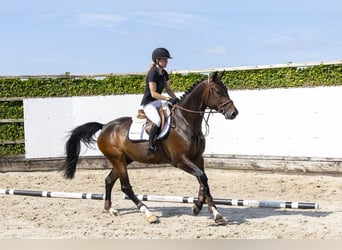 Zangersheider, Hongre, 4 Ans, 165 cm, Bai cerise