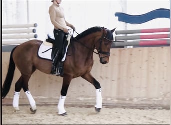 Zangersheider, Hongre, 4 Ans, 165 cm, Bai