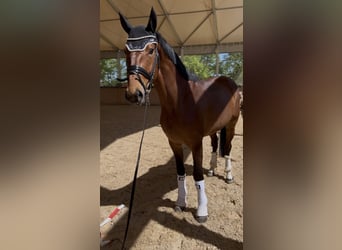 Zangersheider, Hongre, 4 Ans, 165 cm, Bai