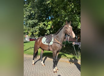 Zangersheider, Hongre, 4 Ans, 165 cm, Bai