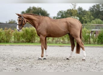 Zangersheider, Hongre, 4 Ans, 166 cm, Alezan