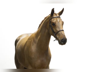 Zangersheider, Hongre, 4 Ans, 166 cm, Alezan