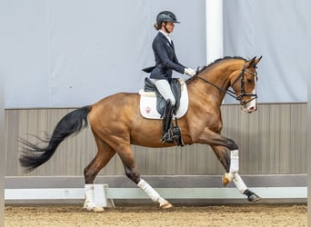 Zangersheider, Hongre, 4 Ans, 166 cm, Bai