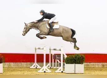 Zangersheider, Hongre, 4 Ans, 166 cm