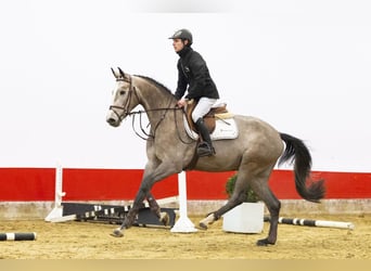 Zangersheider, Hongre, 4 Ans, 166 cm