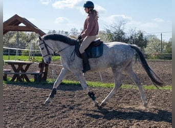 Zangersheider, Hongre, 4 Ans, 166 cm, Gris