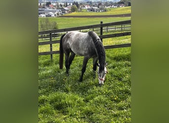 Zangersheider, Hongre, 4 Ans, 166 cm, Gris noir