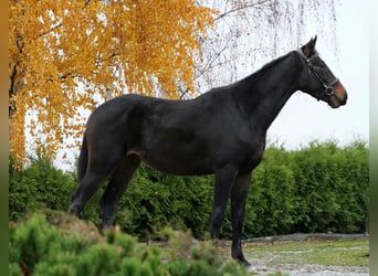 Zangersheider, Hongre, 4 Ans, 167 cm, Bai brun