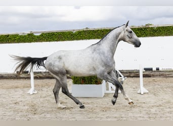 Zangersheider, Hongre, 4 Ans, 167 cm, Gris