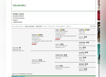 Zangersheider, Hongre, 4 Ans, 168 cm, Bai