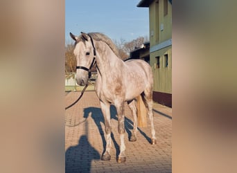 Zangersheider, Hongre, 4 Ans, 168 cm, Gris