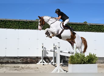 Zangersheider, Hongre, 4 Ans, 168 cm, Pinto