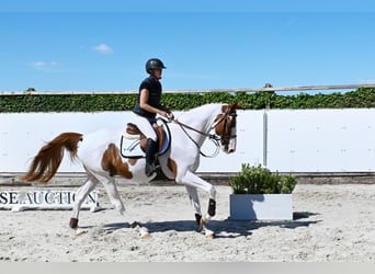 Zangersheider, Hongre, 4 Ans, 168 cm, Pinto