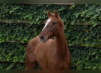 Zangersheider, Hongre, 4 Ans, 169 cm, Alezan brûlé