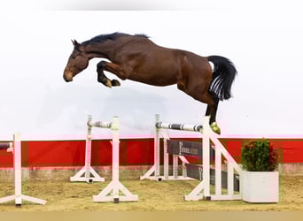 Zangersheider, Hongre, 4 Ans, 169 cm, Bai