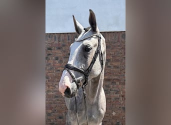 Zangersheider, Hongre, 4 Ans, 169 cm, Gris pommelé