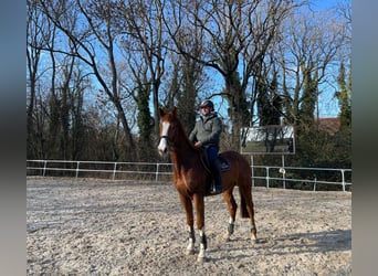 Zangersheider, Hongre, 4 Ans, 170 cm, Alezan