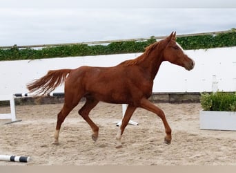 Zangersheider, Hongre, 4 Ans, 170 cm, Alezan