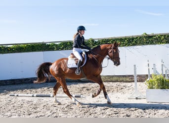 Zangersheider, Hongre, 4 Ans, 170 cm, Alezan