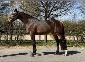 Zangersheider, Hongre, 4 Ans, 170 cm, Bai