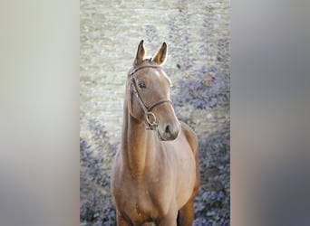 Zangersheider, Hongre, 4 Ans, 170 cm, Bai