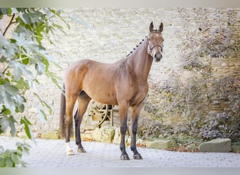 Zangersheider, Hongre, 4 Ans, 170 cm, Bai