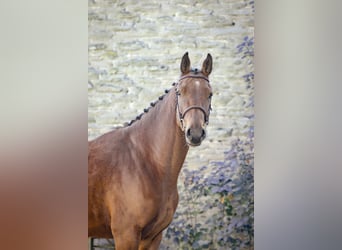 Zangersheider, Hongre, 4 Ans, 170 cm, Bai