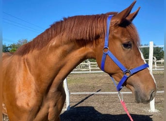 Zangersheider, Hongre, 4 Ans, 170 cm